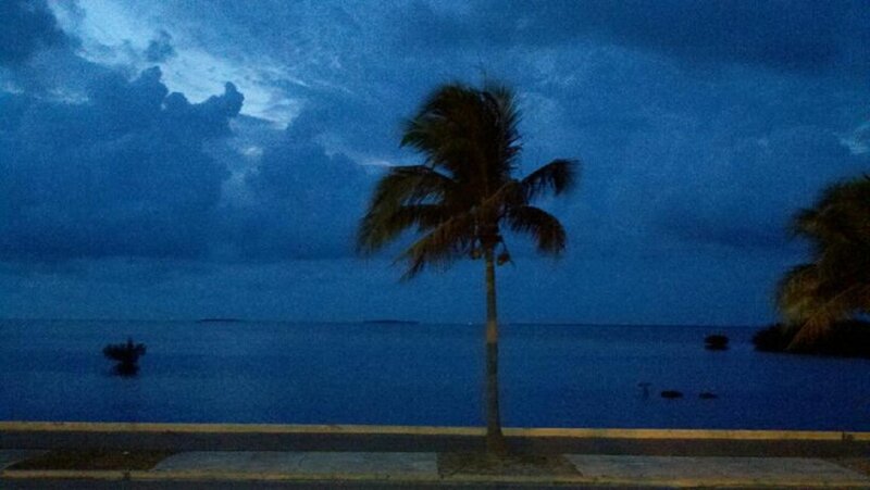 Palm Tree at Dusk — Blue