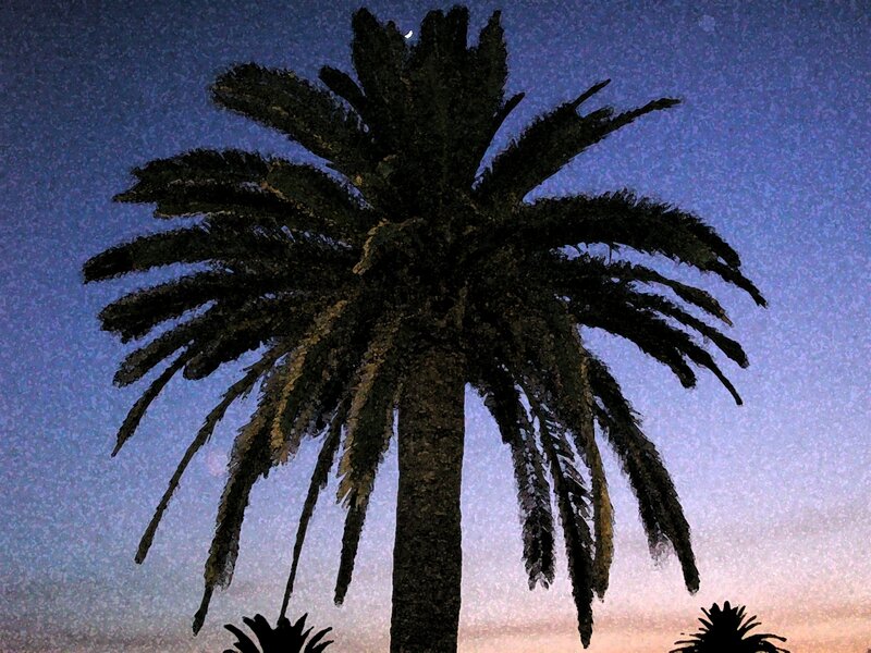 Palm tree at dusk