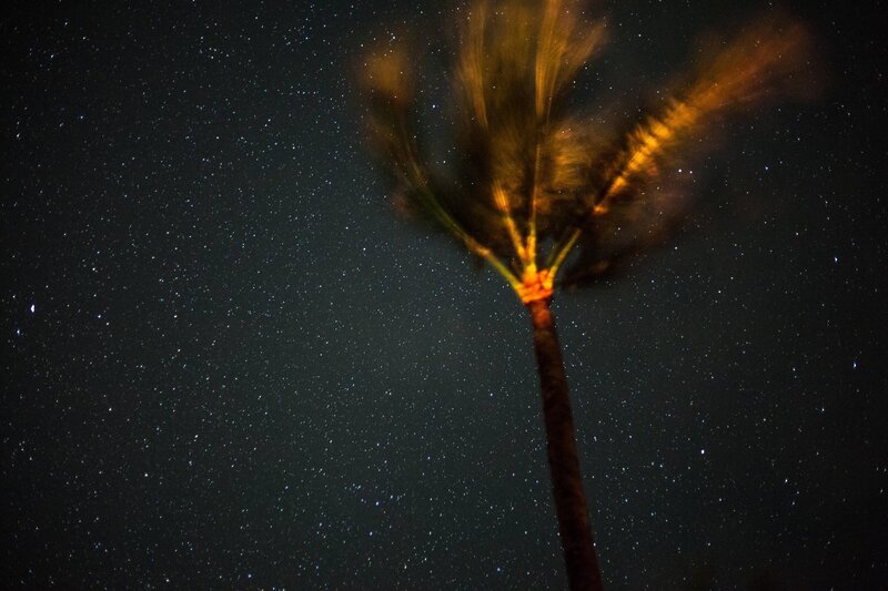 Palm Tree at Night — Black, Serene