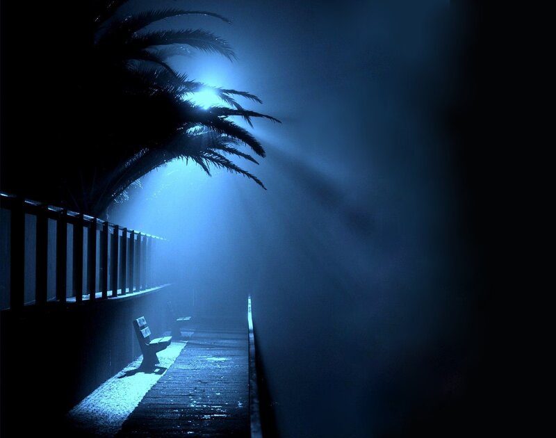 Palm Tree at Night — Blue, Dark