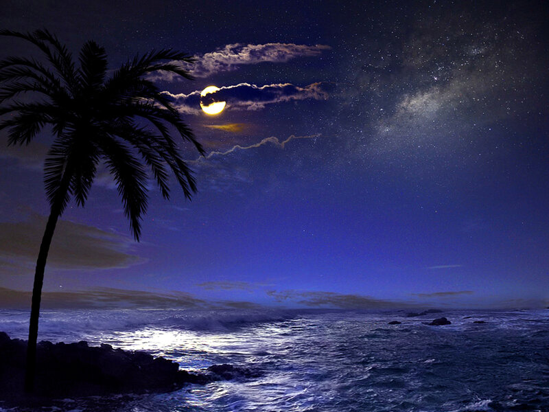 Palm Tree at Night — Blue, Serene, Photograph