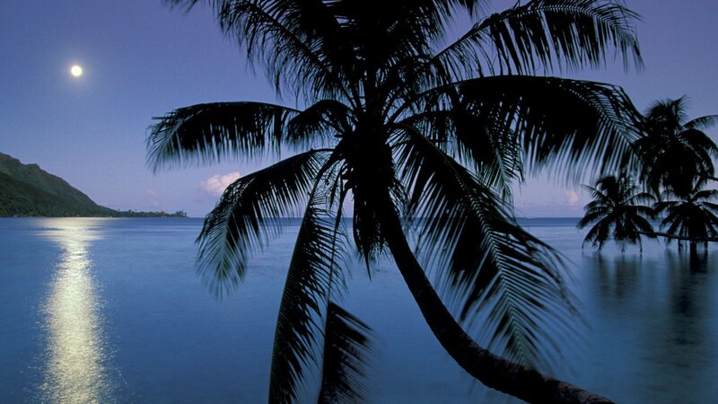 Palm Tree at Night — Blue