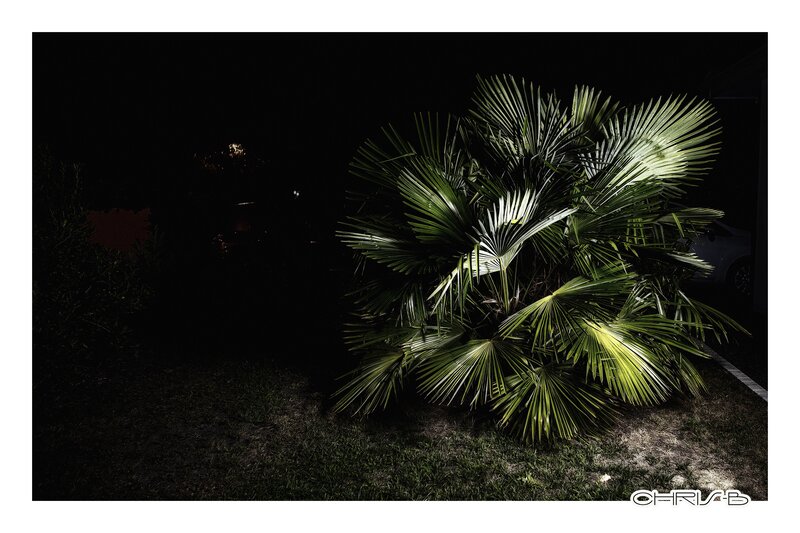 Palm Tree at Night — Green, Dramatic
