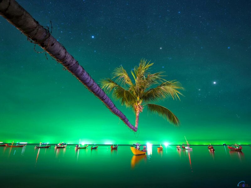 Palm Tree at Night — Green