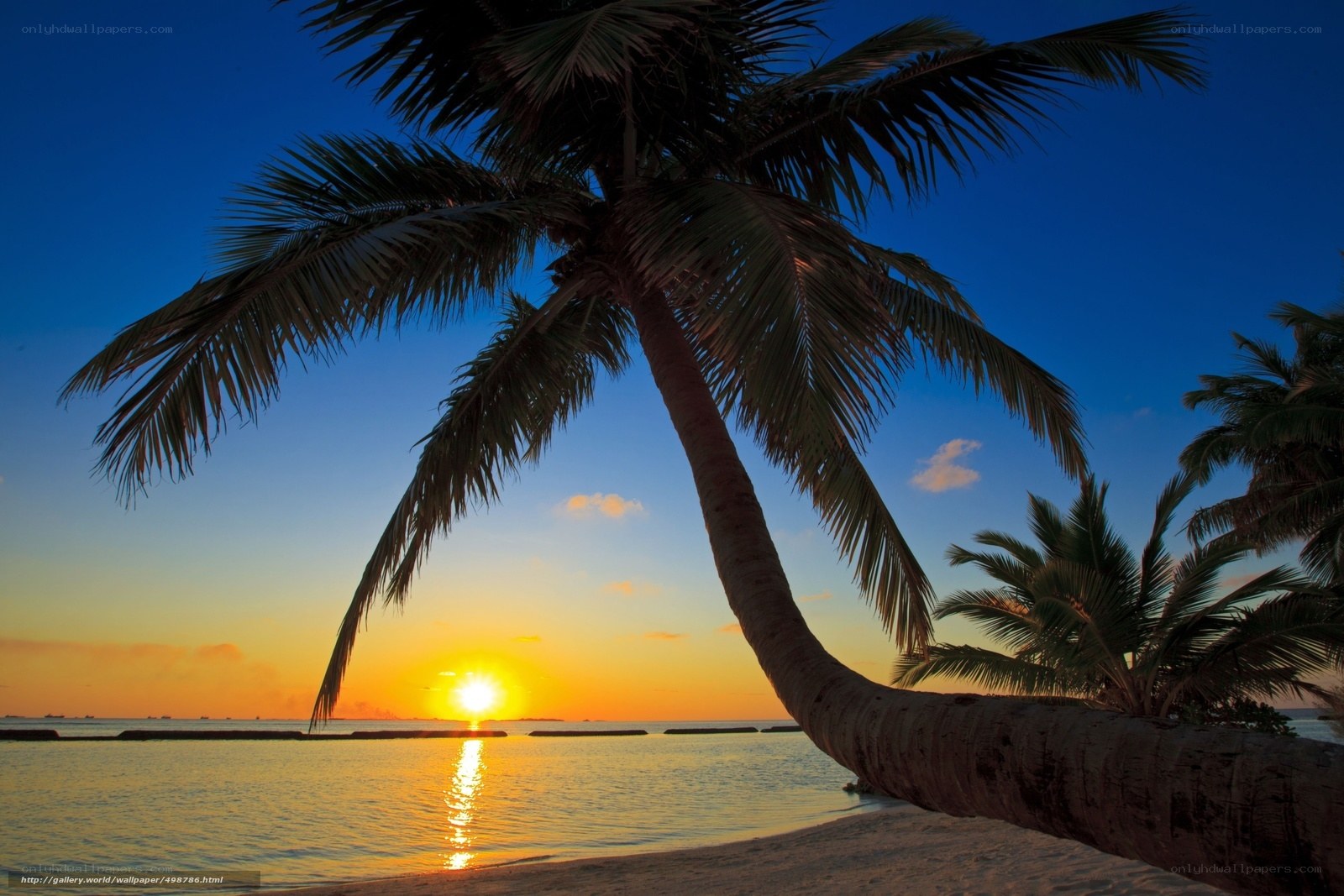 Palm tree at sunset