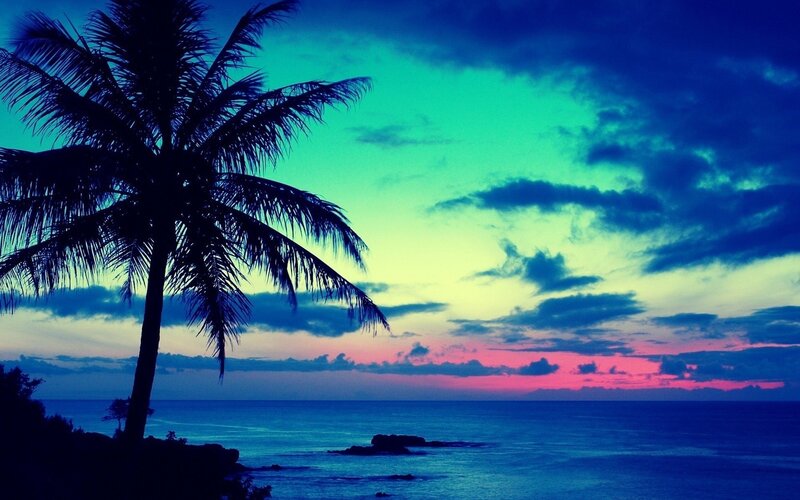palm tree at sunset