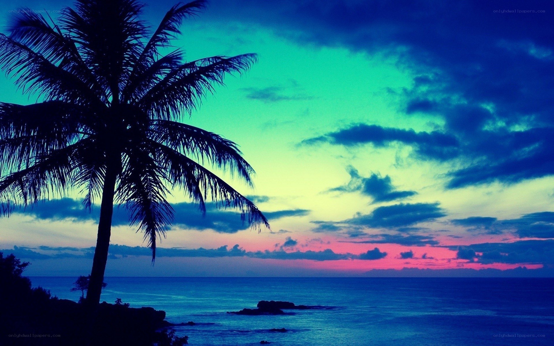 palm tree at sunset