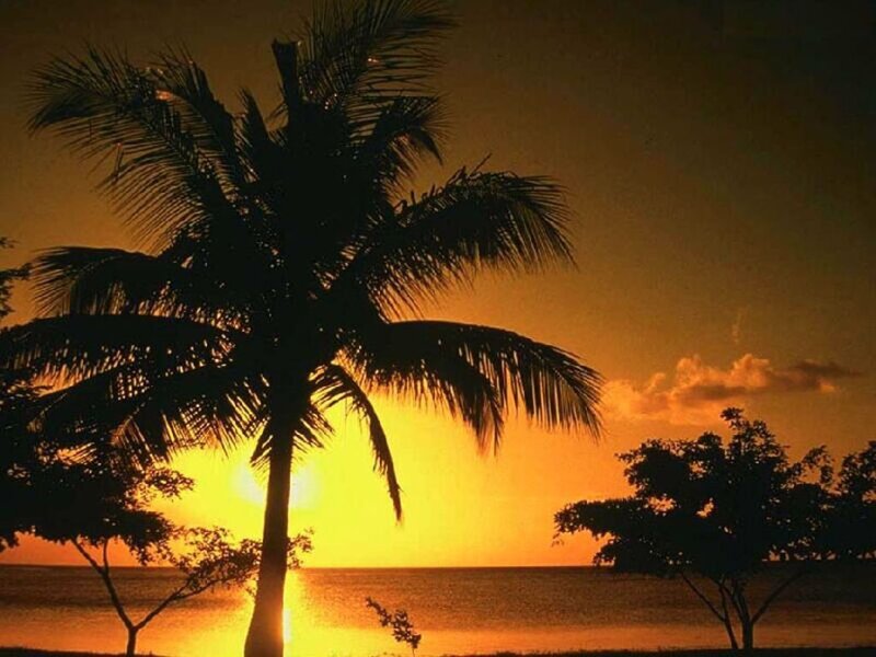 Palm tree at sunset