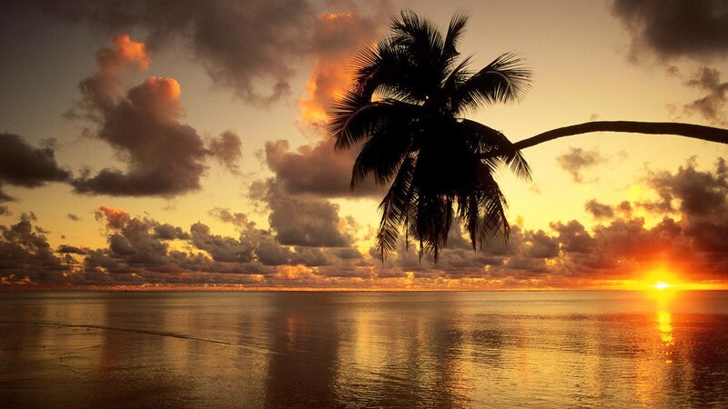 Palm tree at sunset