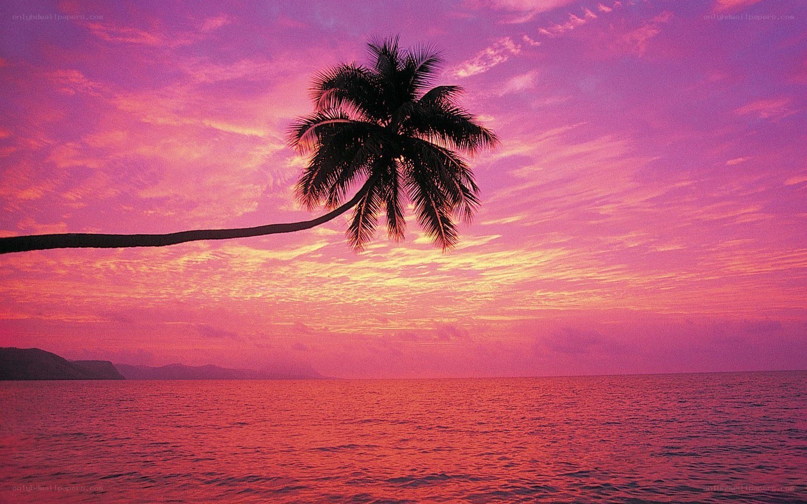 palm tree at sunset