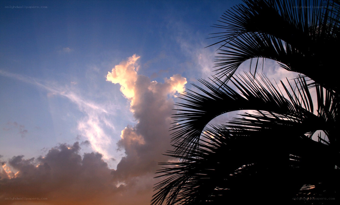 palm tree at sunset