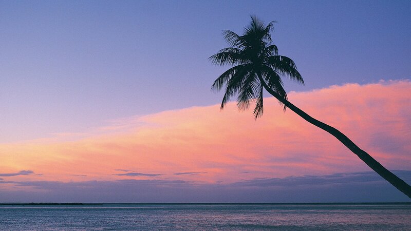 palm tree at sunset