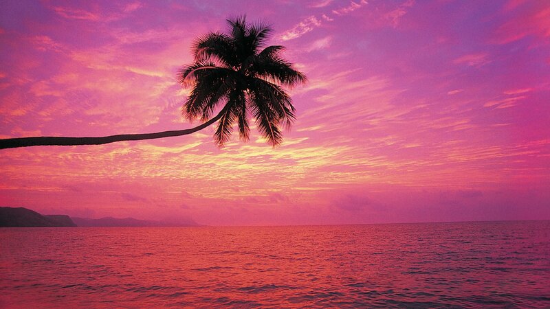 palm tree at sunset