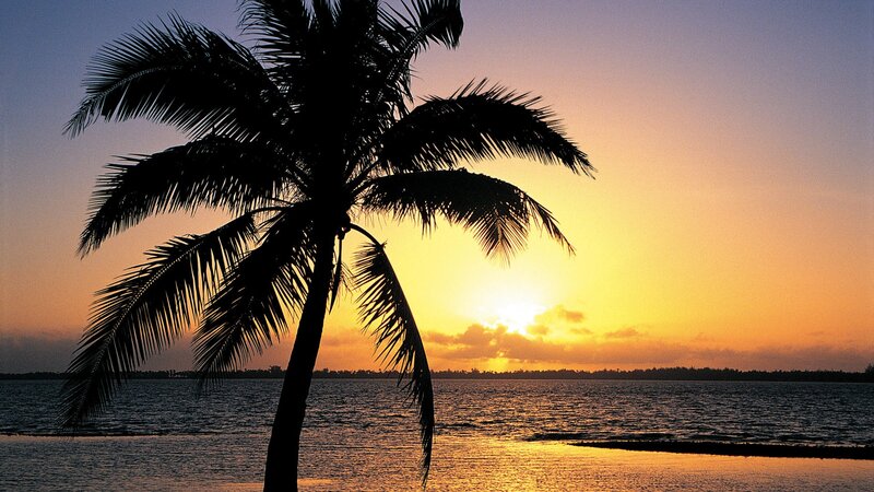 palm tree at sunset