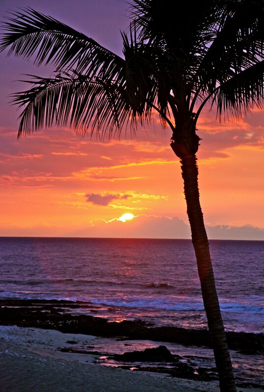 Palm tree at sunset