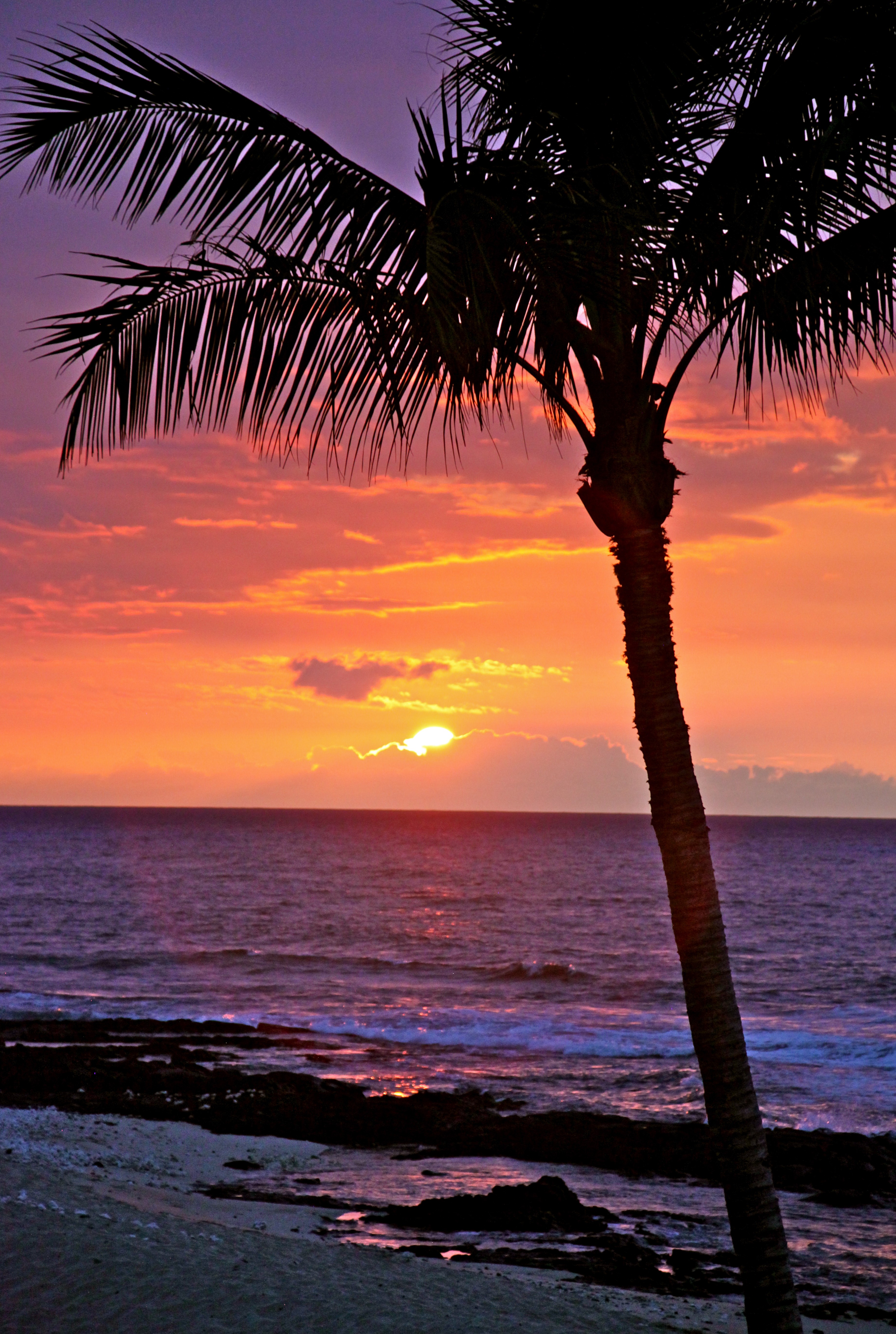 Palm tree at sunset