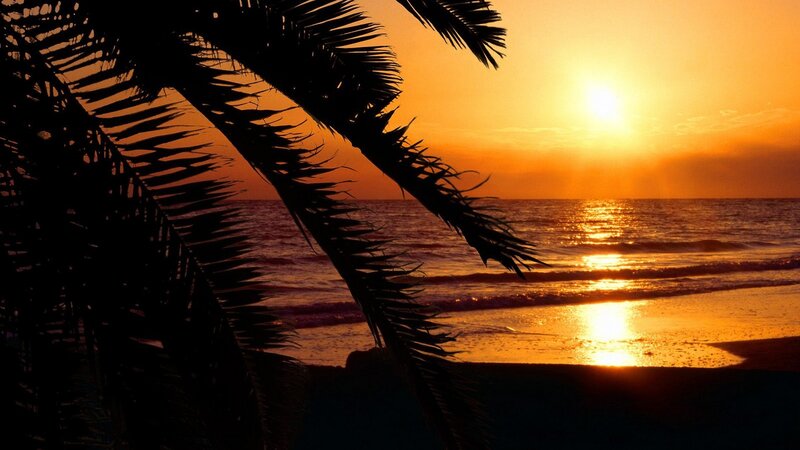 Palm tree at sunset