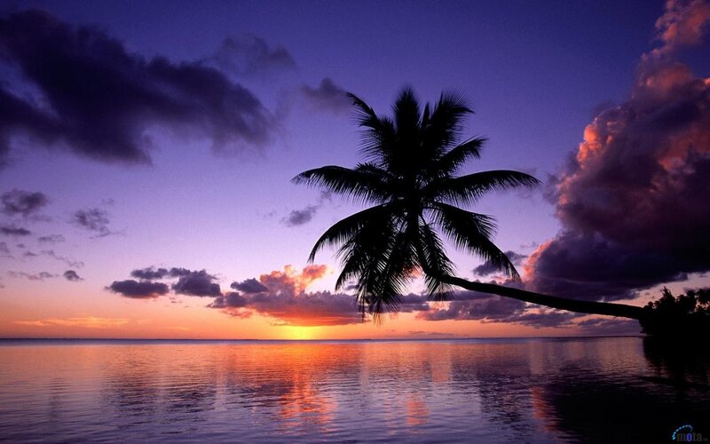 palm tree at sunset