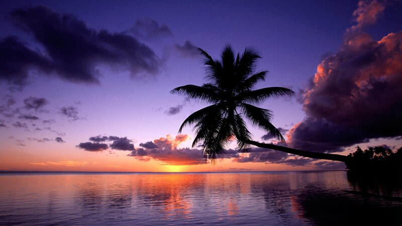 palm tree at sunset