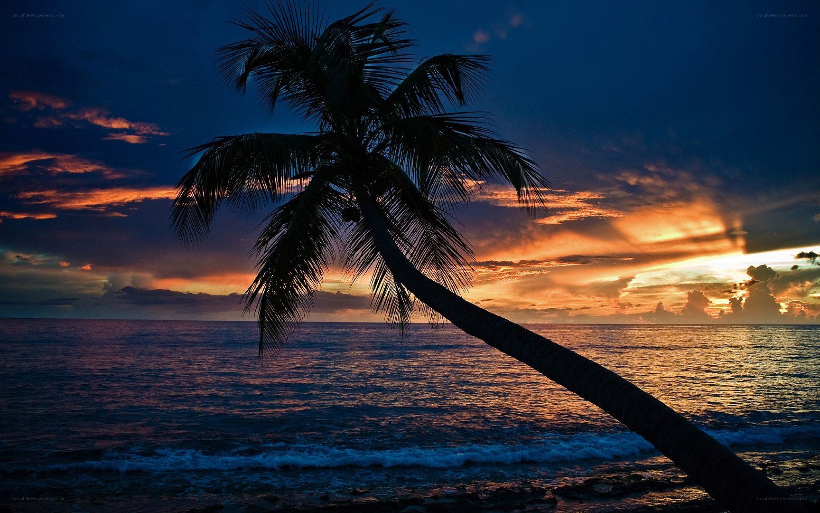 palm tree at sunset