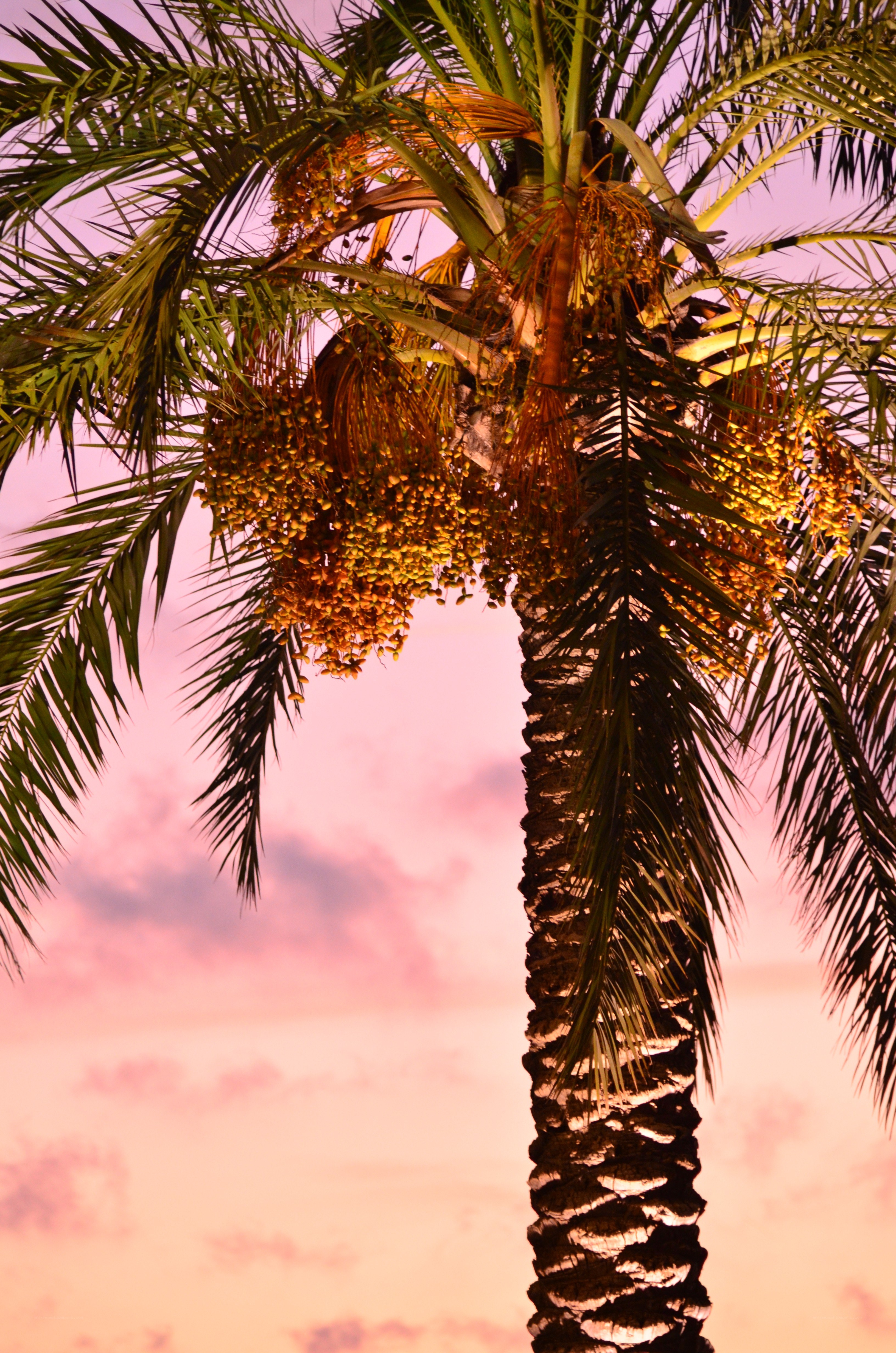 Palm tree at sunset