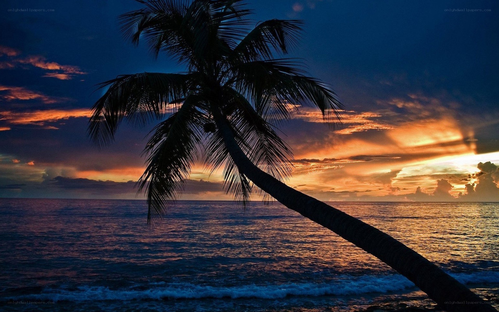 palm tree at sunset