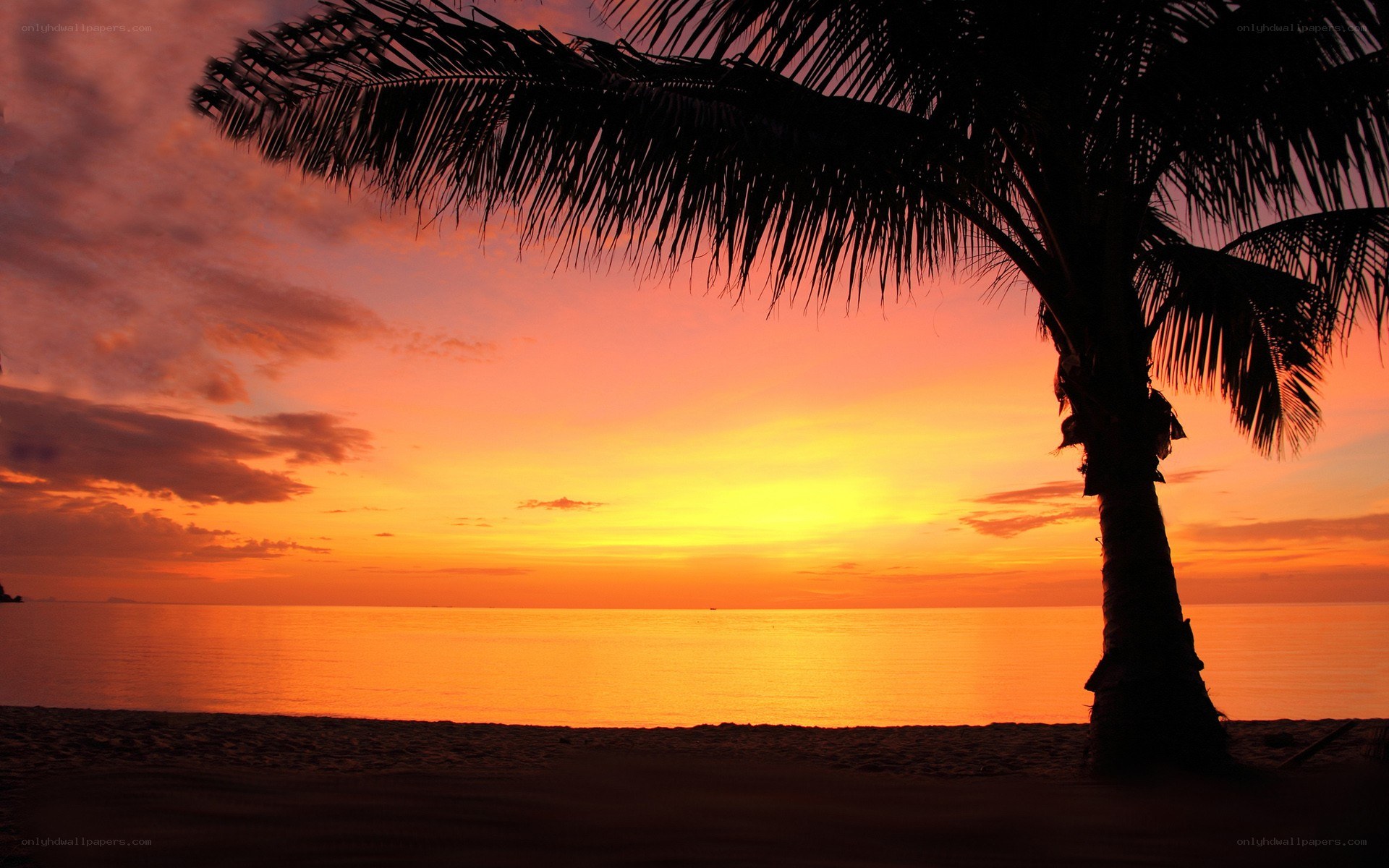 Palm tree at sunset