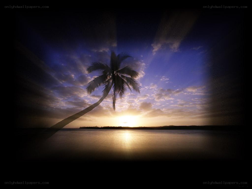 Palm tree at sunset