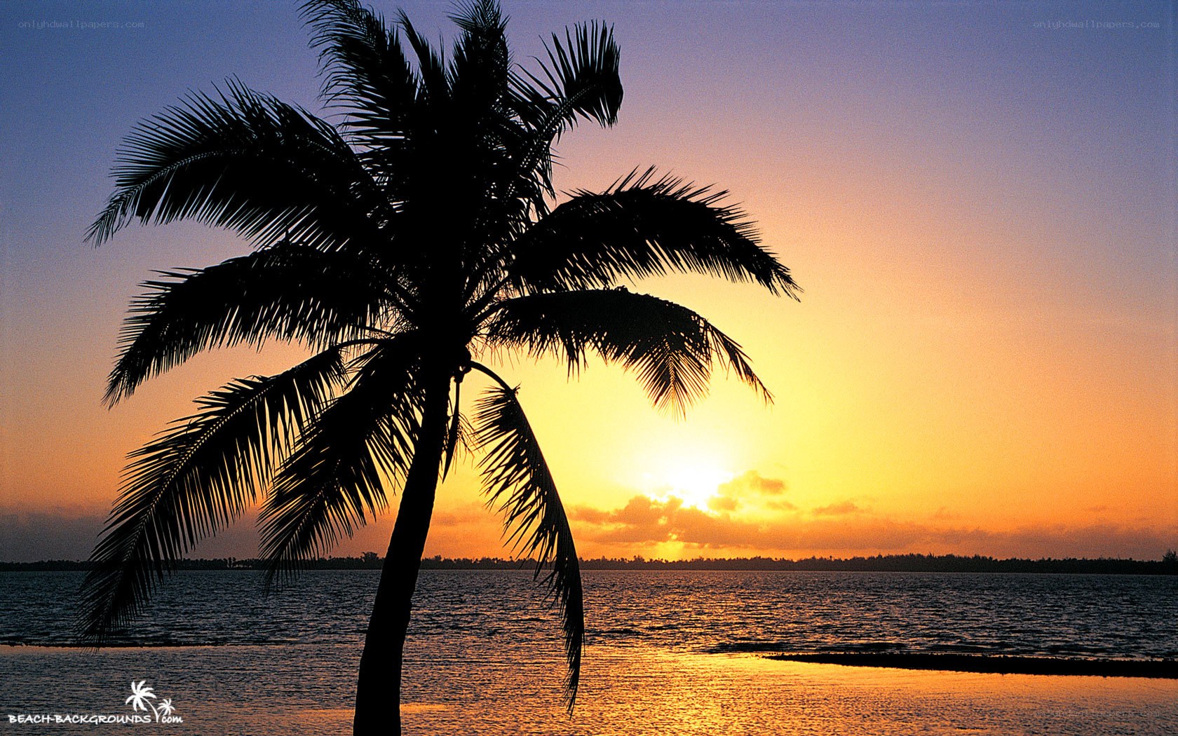 Palm tree at sunset