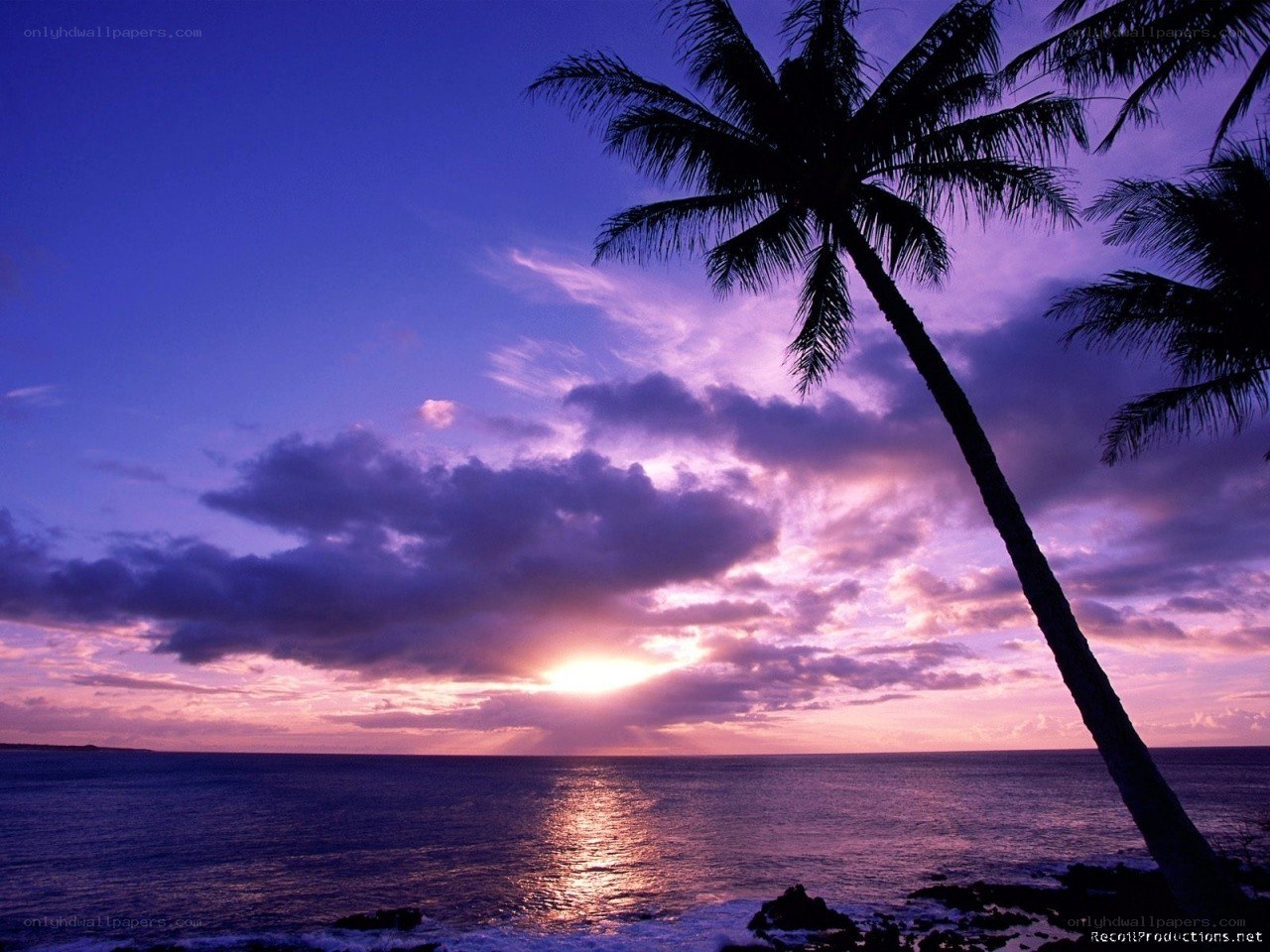 Palm tree at sunset