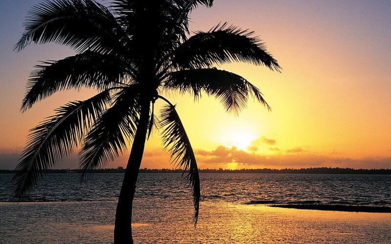 Palm tree at sunset