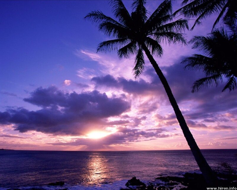 Palm tree at sunset