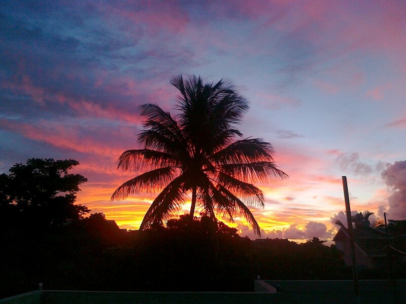 palm tree at sunset