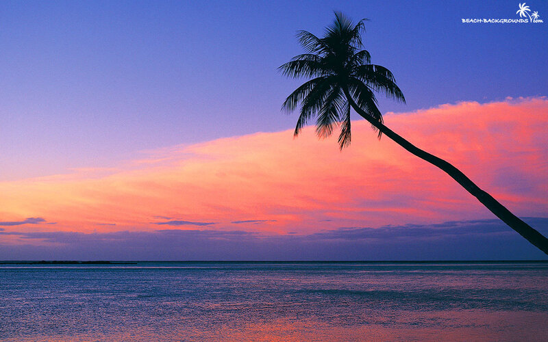 palm tree at sunset