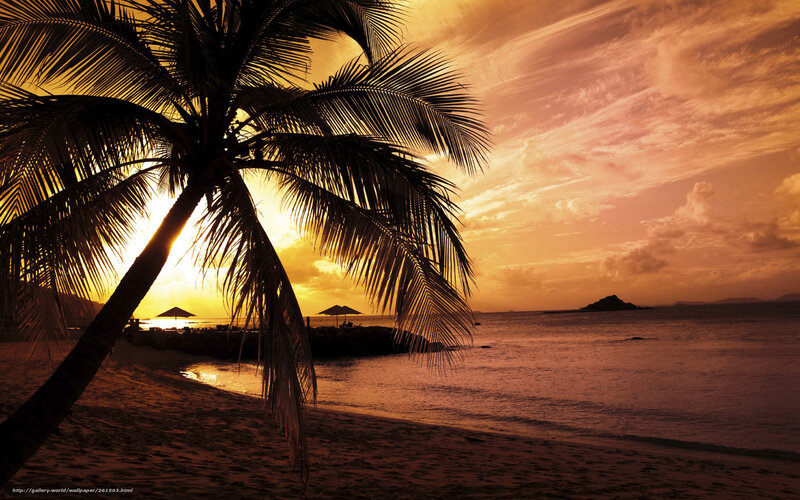 Palm tree at sunset beach