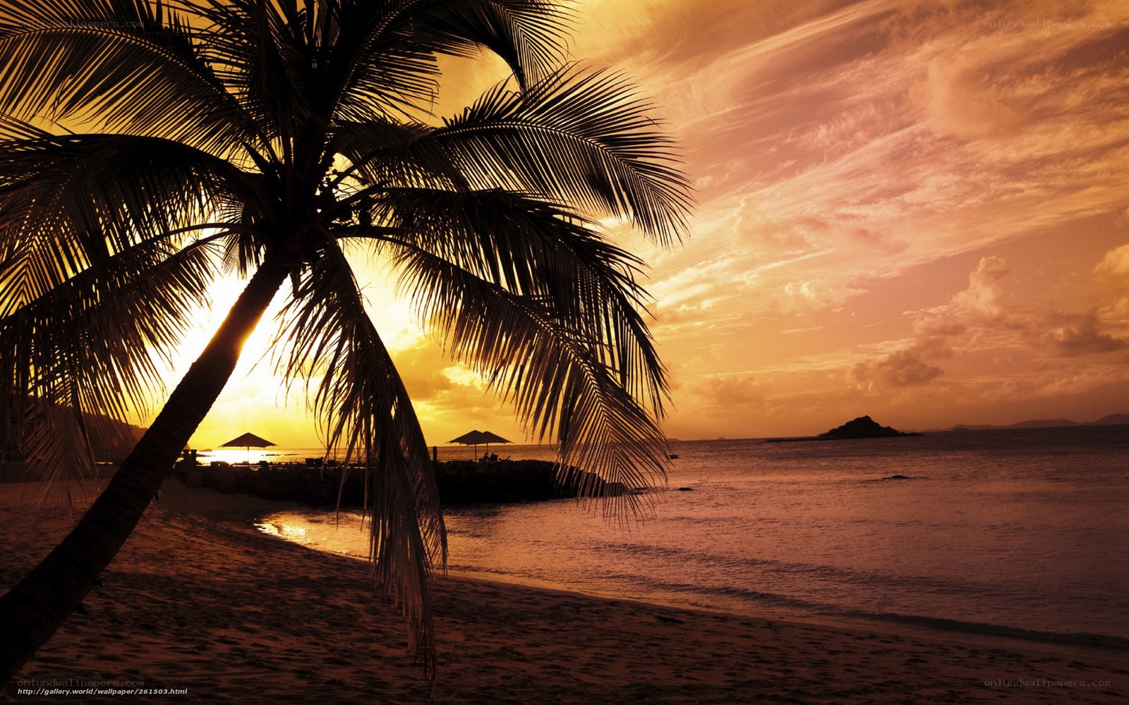 Palm tree at sunset beach