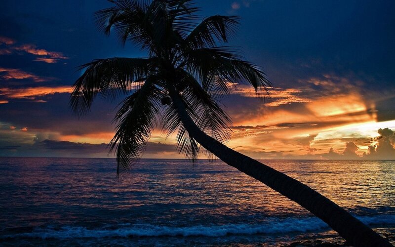 Palm Tree at Sunset — Blue, Dramatic, Photograph, Ocean, Sky, Clouds, Orange