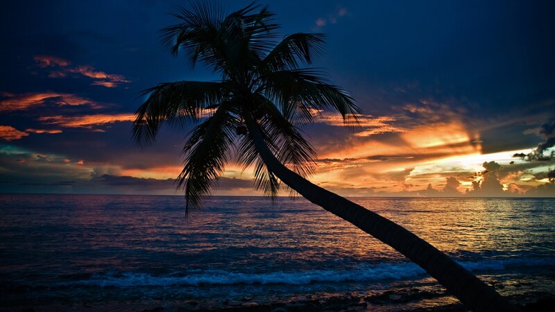 Palm Tree at Sunset — Blue, Dramatic, Photograph, Ocean, Sky