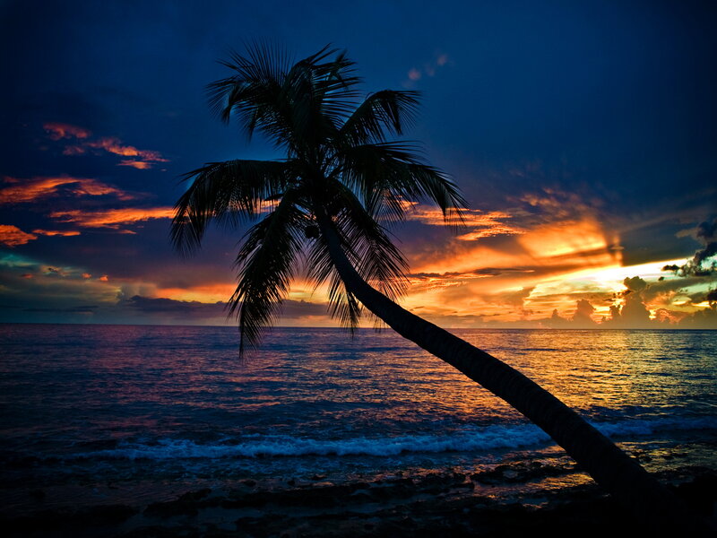 Palm Tree at Sunset — Blue, Dramatic, Photograph, Ocean