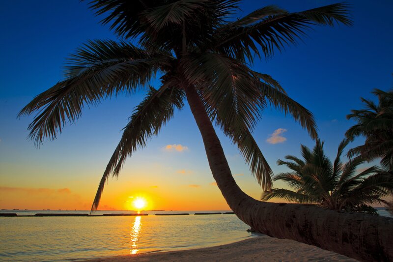 Palm Tree at Sunset — Blue, Serene, Photograph, Ocean, Sky