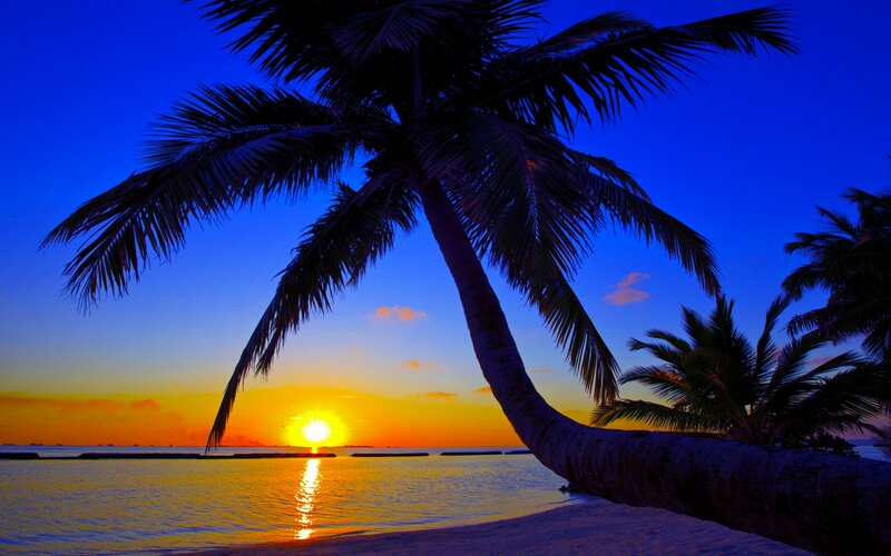 Palm Tree at Sunset — Blue, Serene, Photograph, Ocean