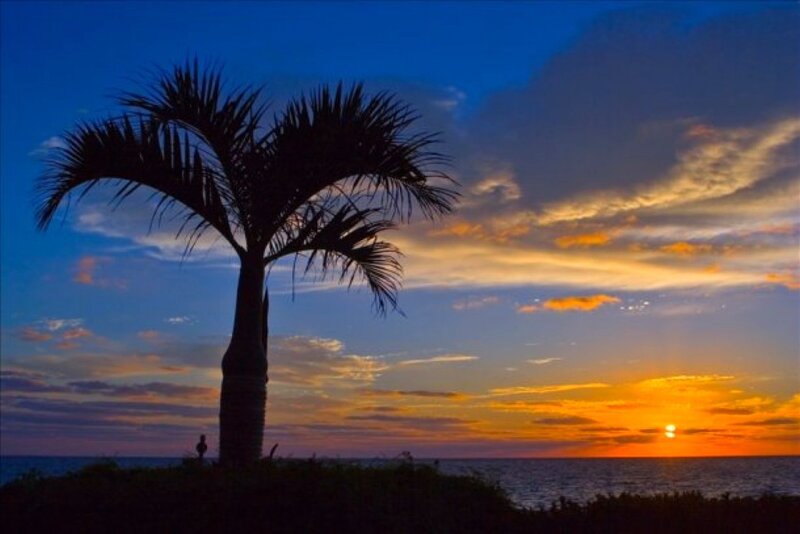 Palm Tree at Sunset — Blue, Serene