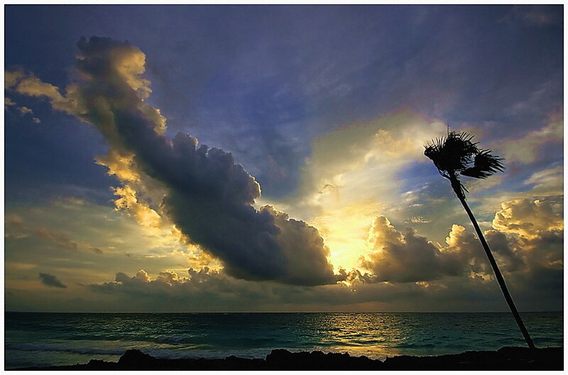 Palm Tree at Sunset — Blue