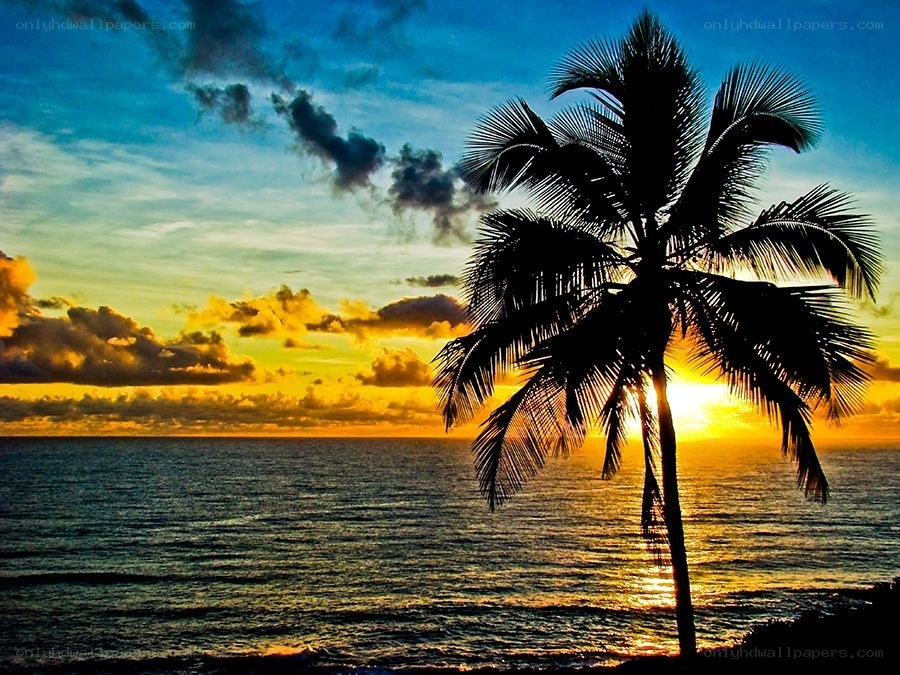 Palm tree at sunset by the ocean