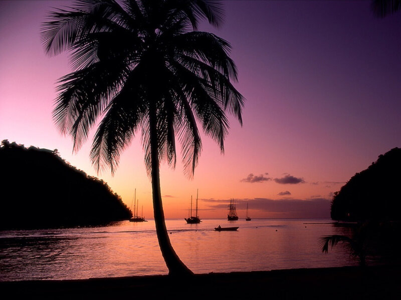 Palm tree at sunset by the sea