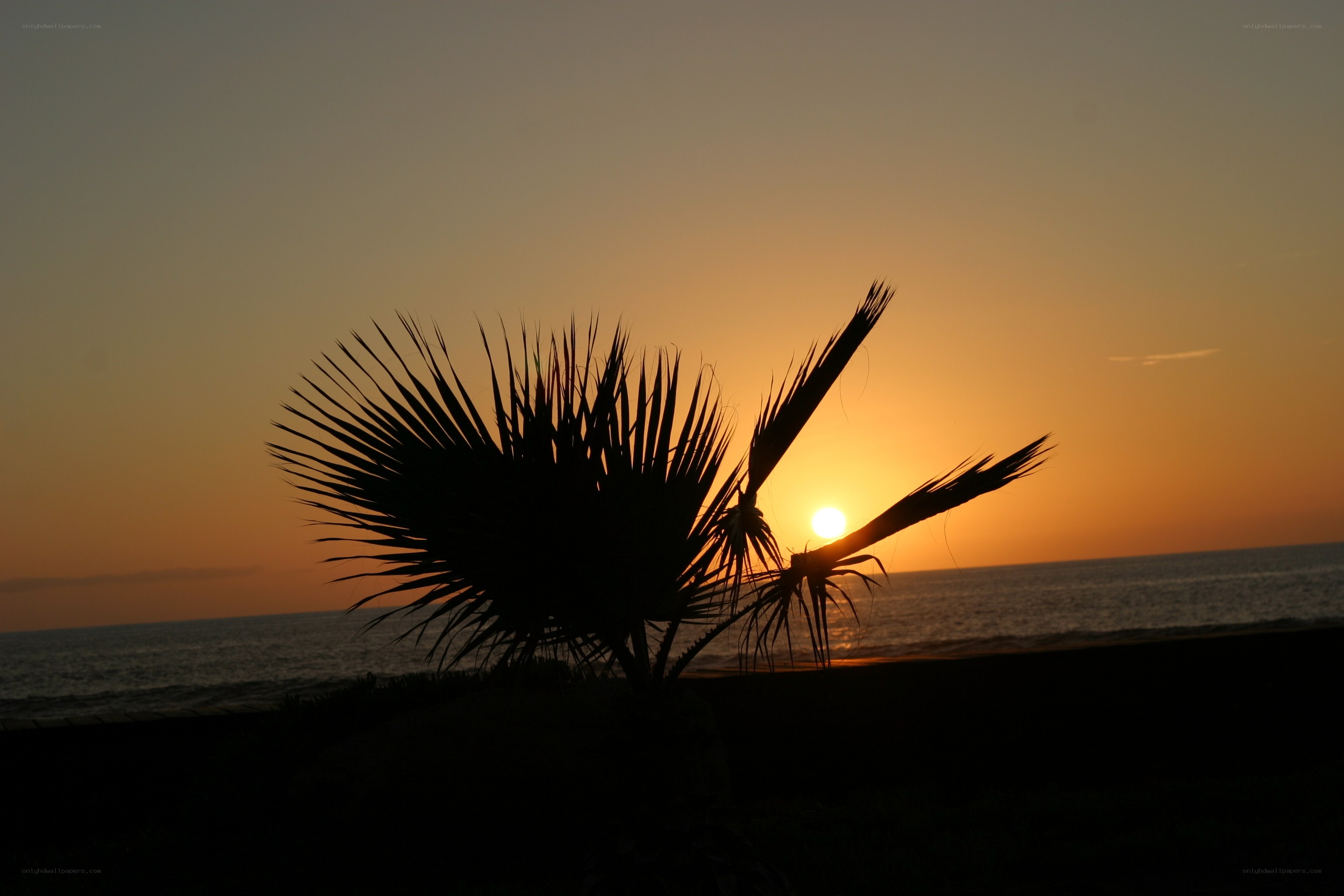 Palm tree at sunset by the sea