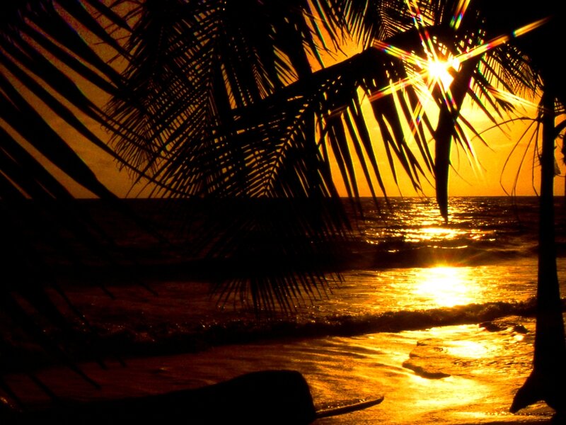 Palm Tree at Sunset — Gold, Serene, Photograph, Ocean