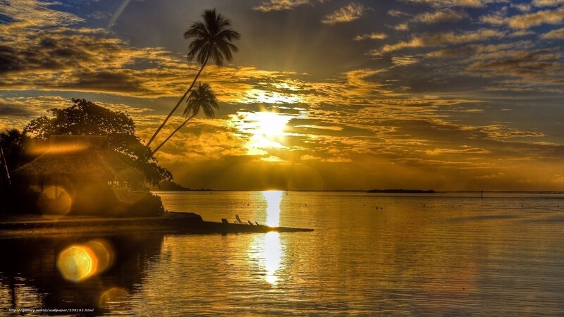 Palm Tree at Sunset — Gold, Serene, Photograph, Sun