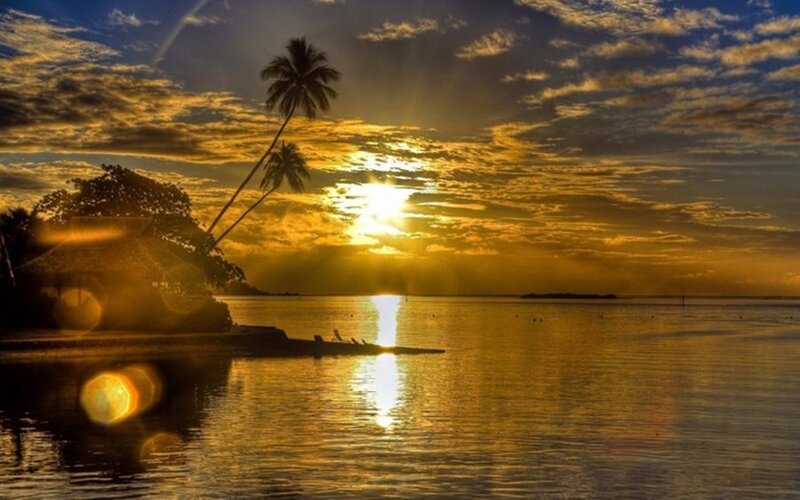 Palm Tree at Sunset — Gold, Serene
