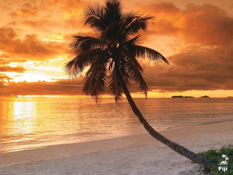 Palm tree at sunset in Fiji